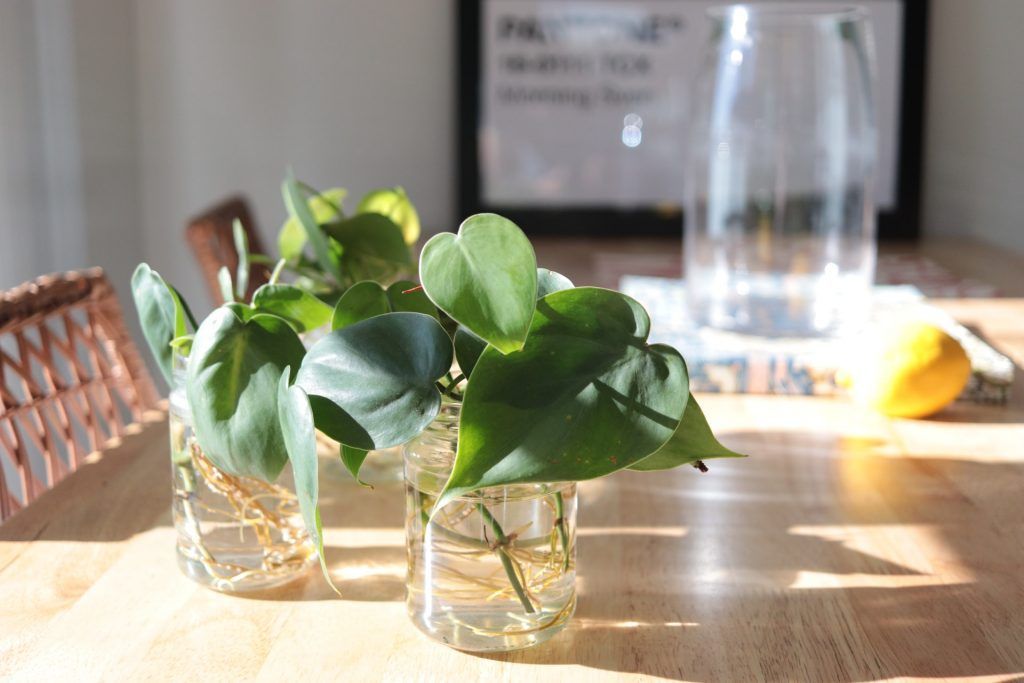 sunlight for indoor plants