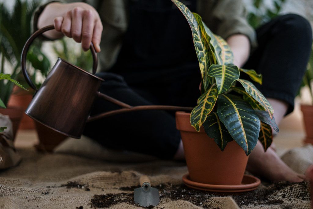 watering indoor plants