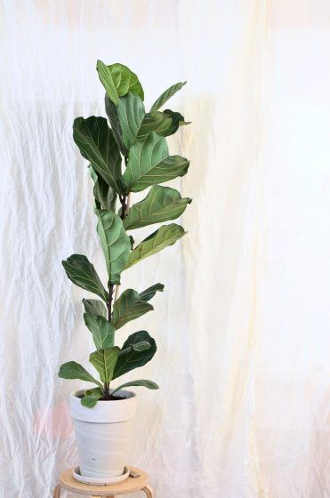 Fiddle-Leaf Fig