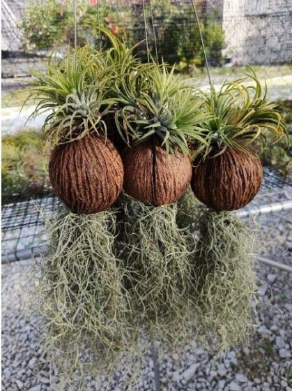 Spanish Moss Air plant