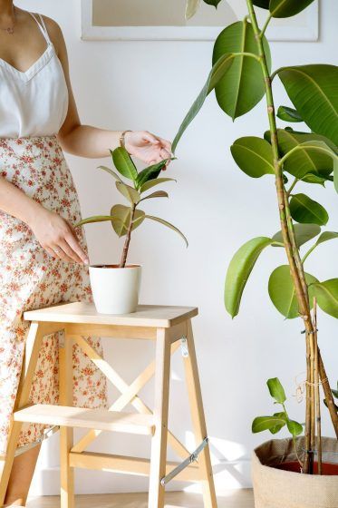 Rubber Fig Plant