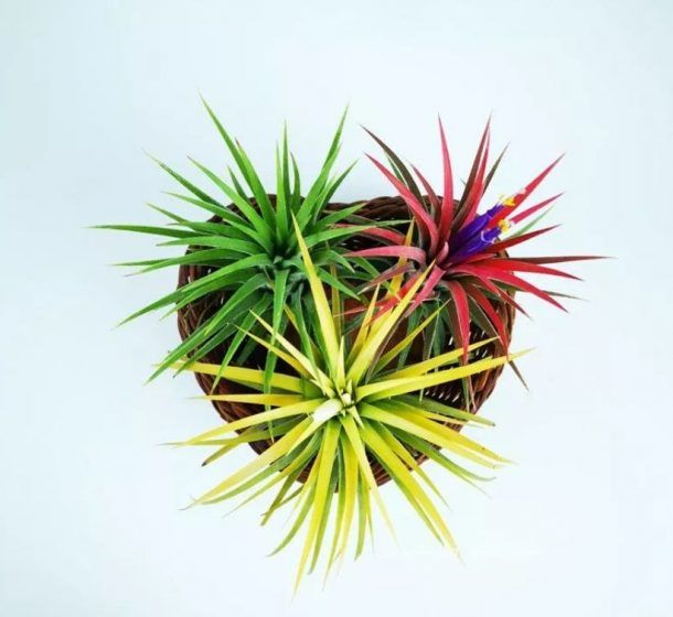 Tillandsia Fuego Air Plant