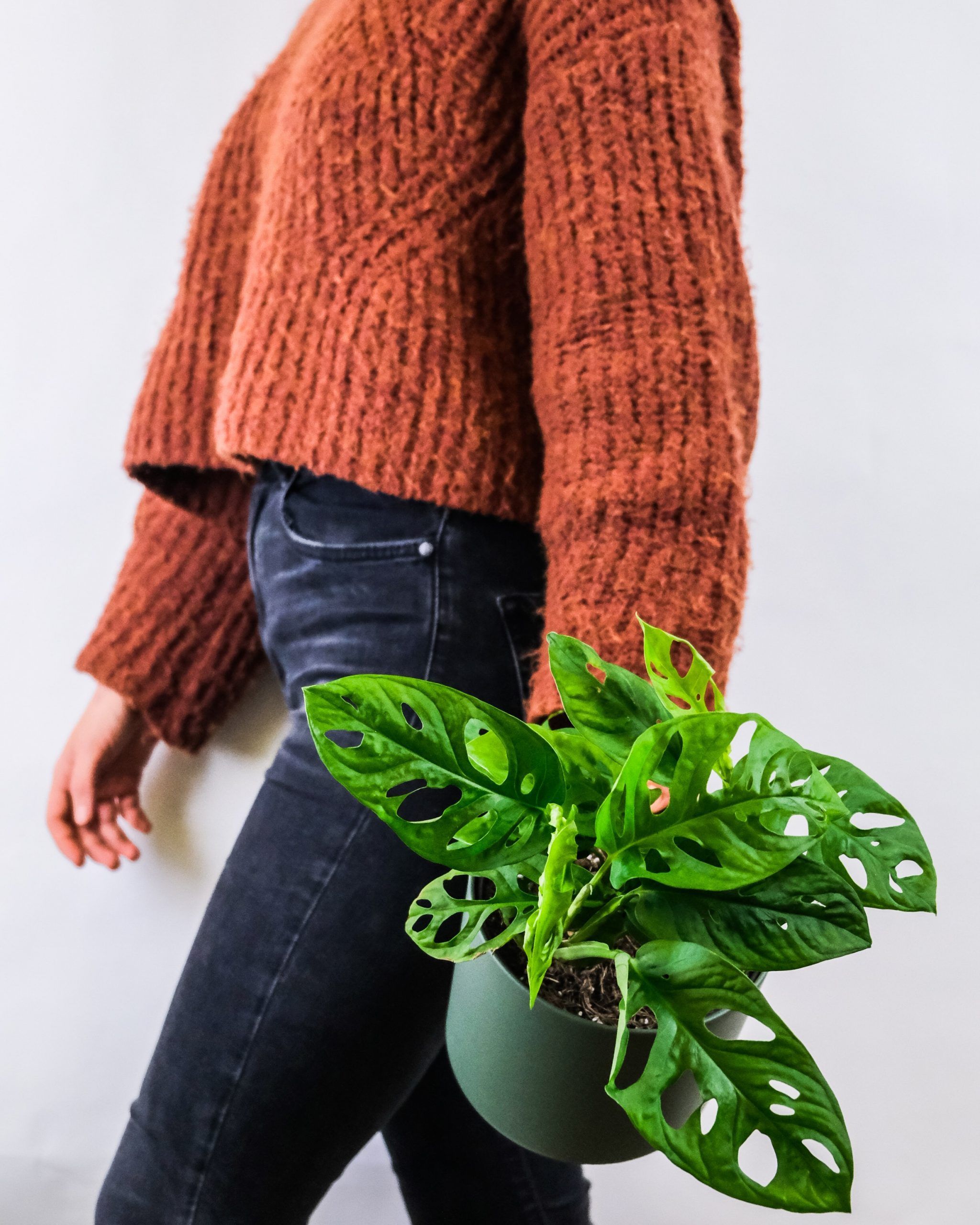 Monstera Obliqua