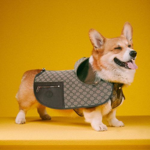 gucci-pet-collection-500x500.jpeg