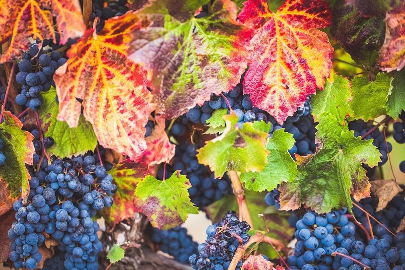 Natural Wine