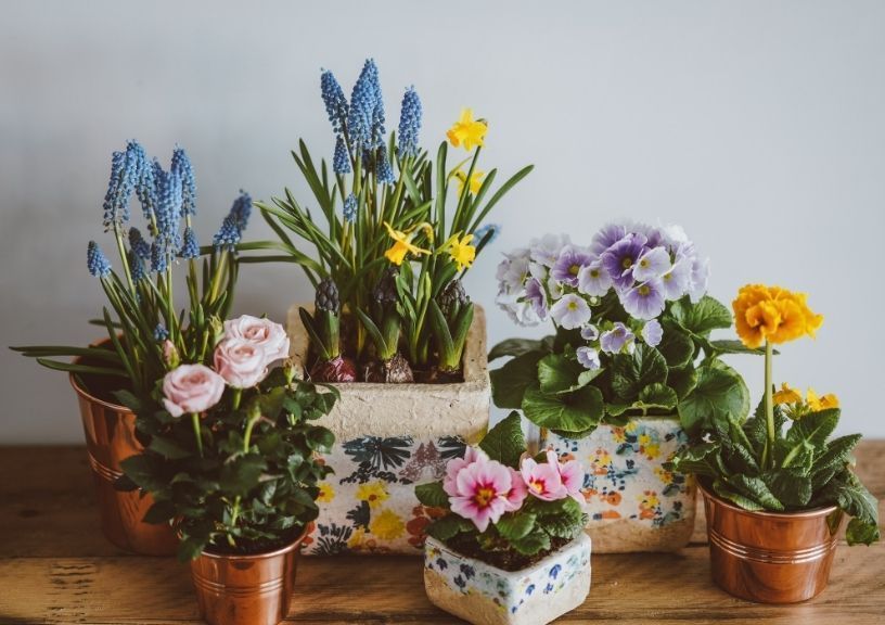 Best indoor plants