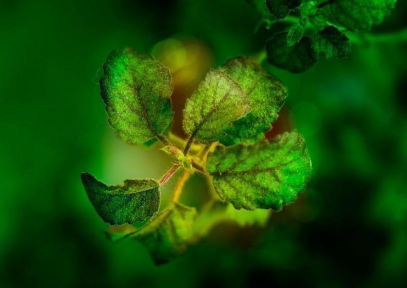 Tulsi or holy basil (Ocimum tenuiflorum)