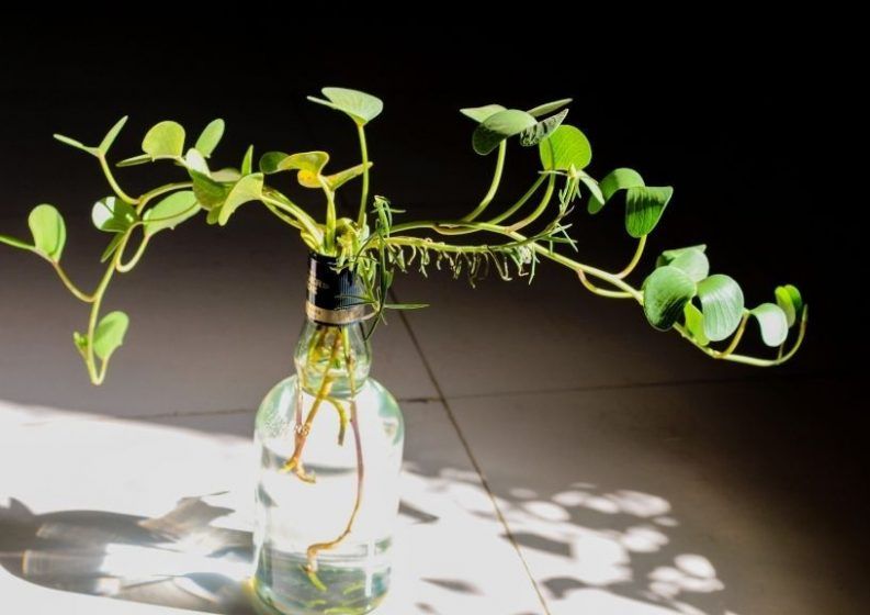 Money plant (Epipremnum aureum)