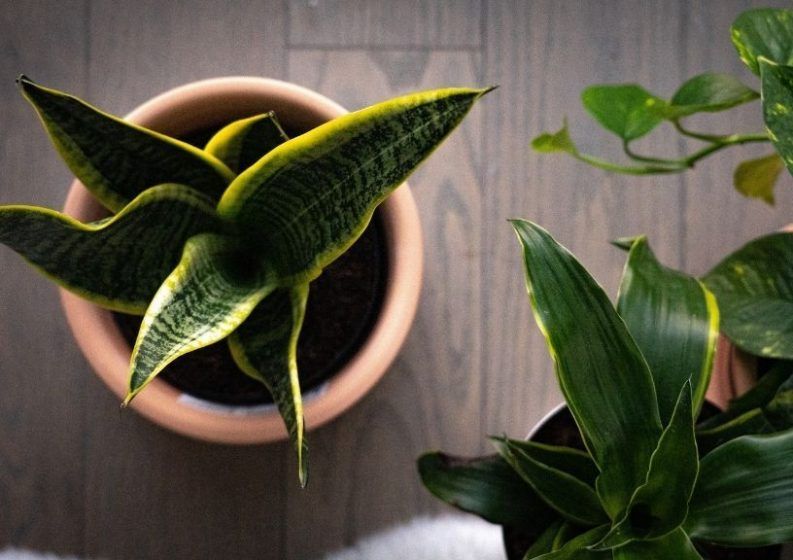 Snake plant (Sansevieria trifasciata)