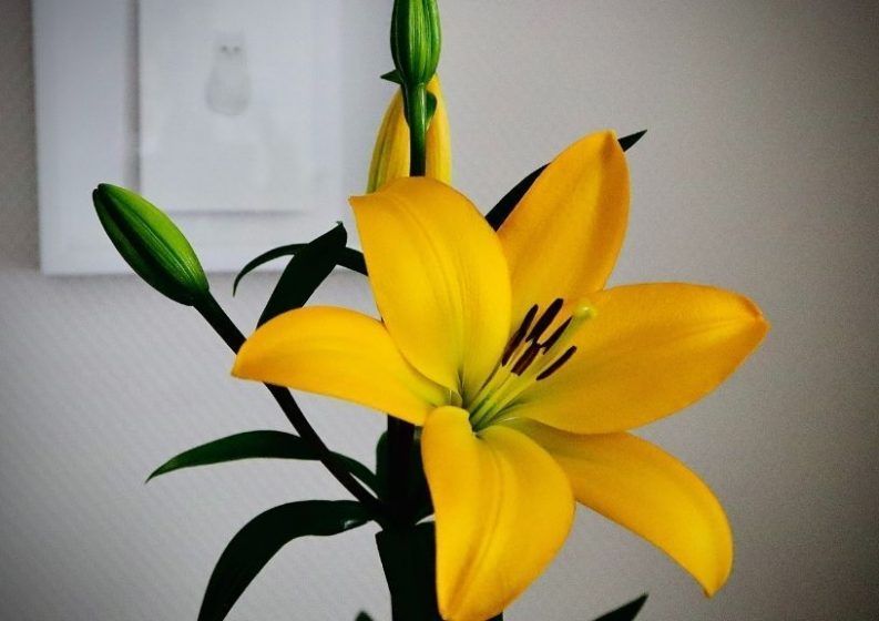 Lily (Lilium)