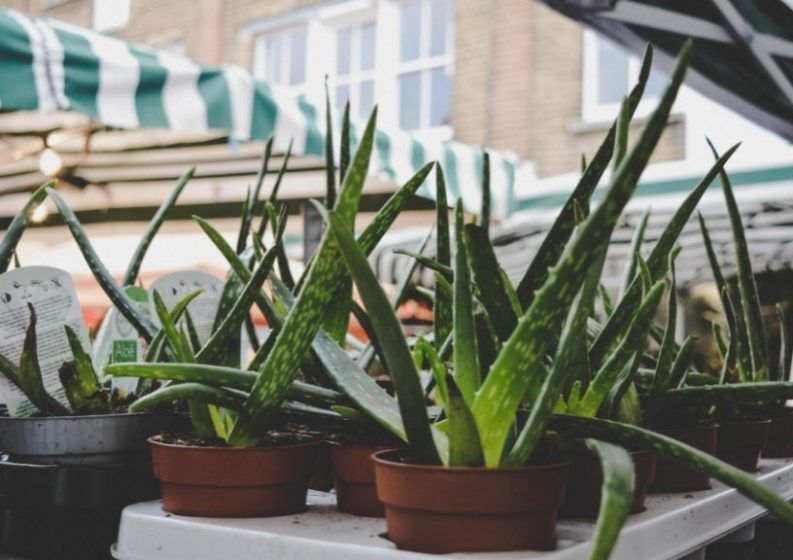 Aloe vera (Aloe barbadensis miller)