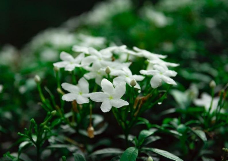 Jasmine (Jasminum)