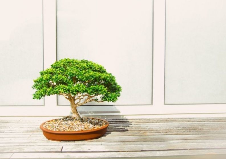 Bonsai (Buxus microphylla)