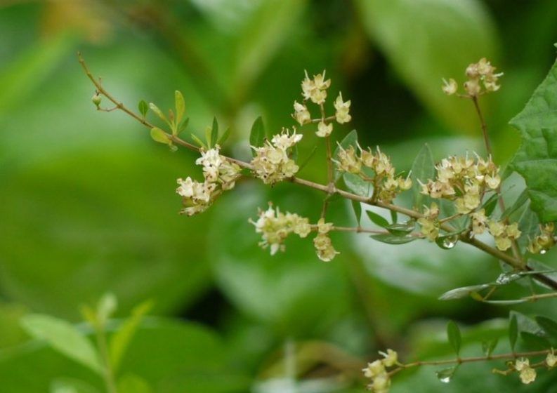 Mehandi (Lawsonia inerm)
