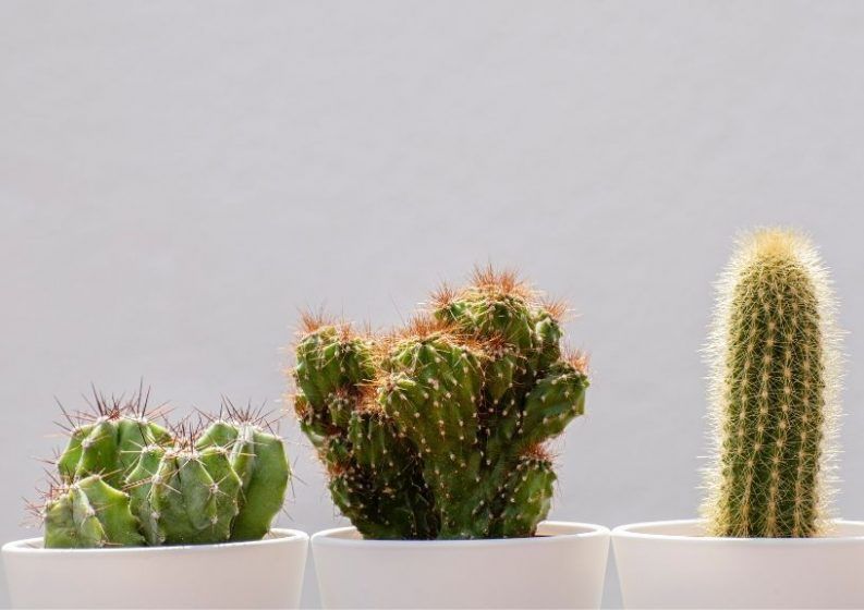 Cactus (Cactaceae)