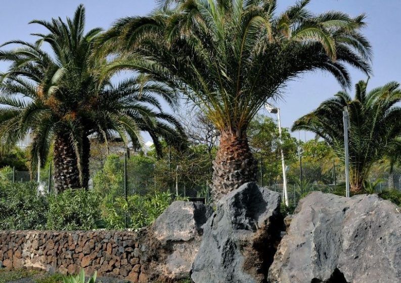 Date palm (Phoenix dactylifera L.)