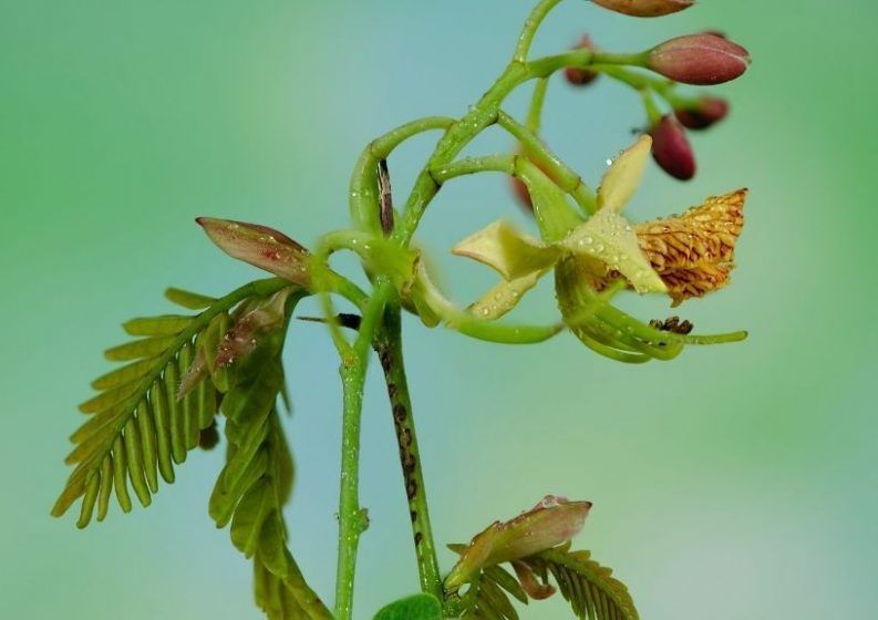 Tamarind (Tamarindus indica)