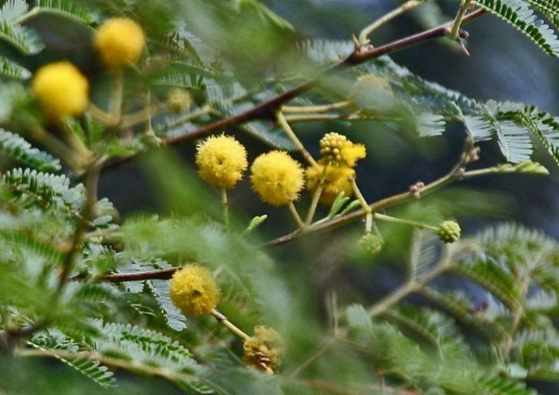 Babul (Vachellia nilotica)