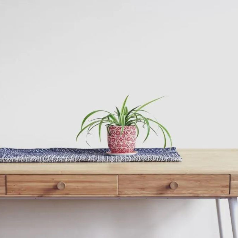 Looking For A Low-Maintenance Houseplant? You May Want To Get A Spider Plant