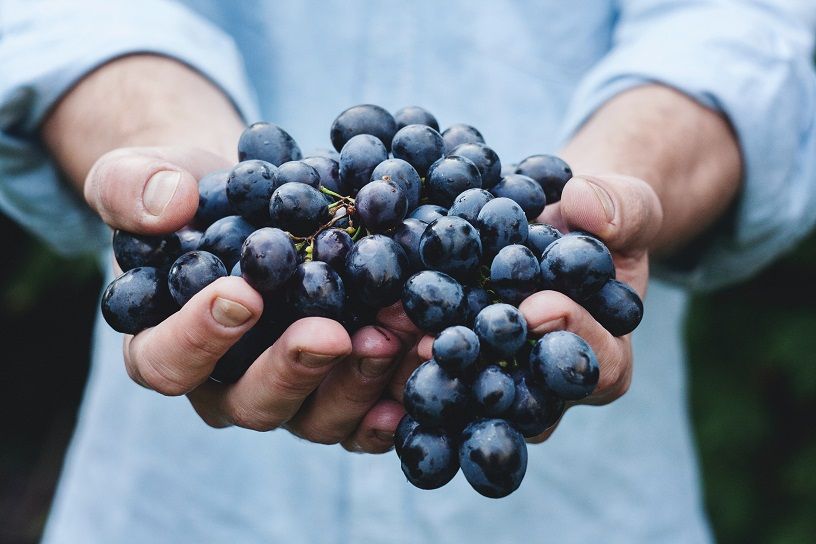 Dolcetto