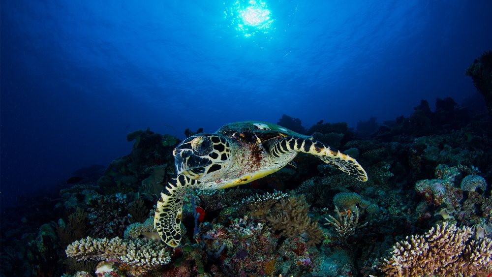Vakkaru Reef Maldives