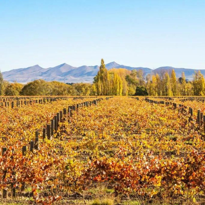 This Private Jet Tour Around The World Is A Bucket List Trip For Food And Wine Lovers