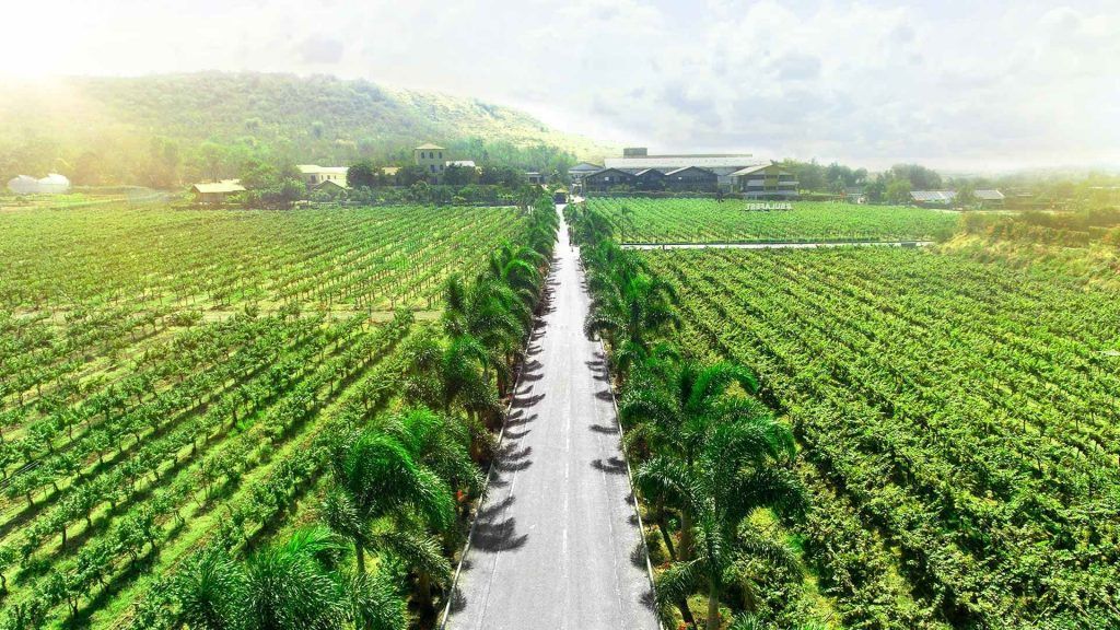 9 Spectacular Asian Vineyards To Visit To Savour Asian Wines
