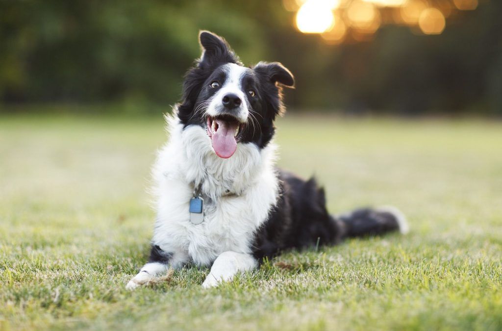 Research Has Found That The More Playful Your Dog Is, The Smarter It Might Be