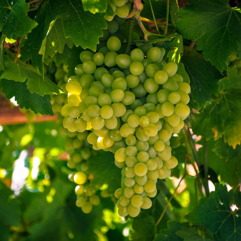Your Complete Guide To Pinot Blanc White Wine