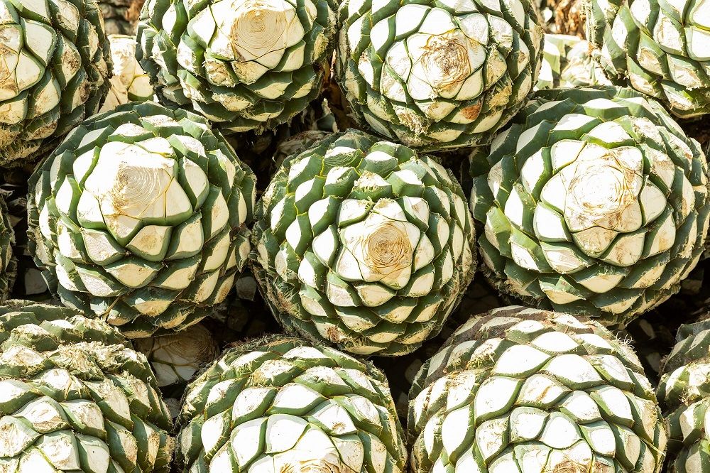 tequila making