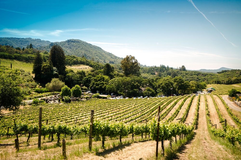 pinot noir