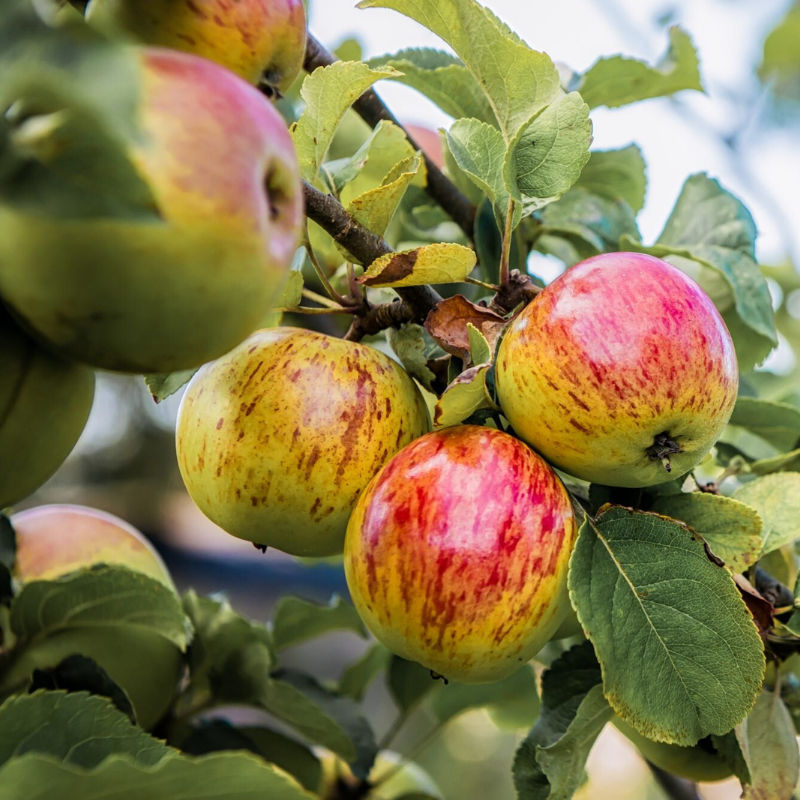 Your Complete Guide To Apple Picking, From Choosing The Best Of The Bunch To The Most Popular Varieties