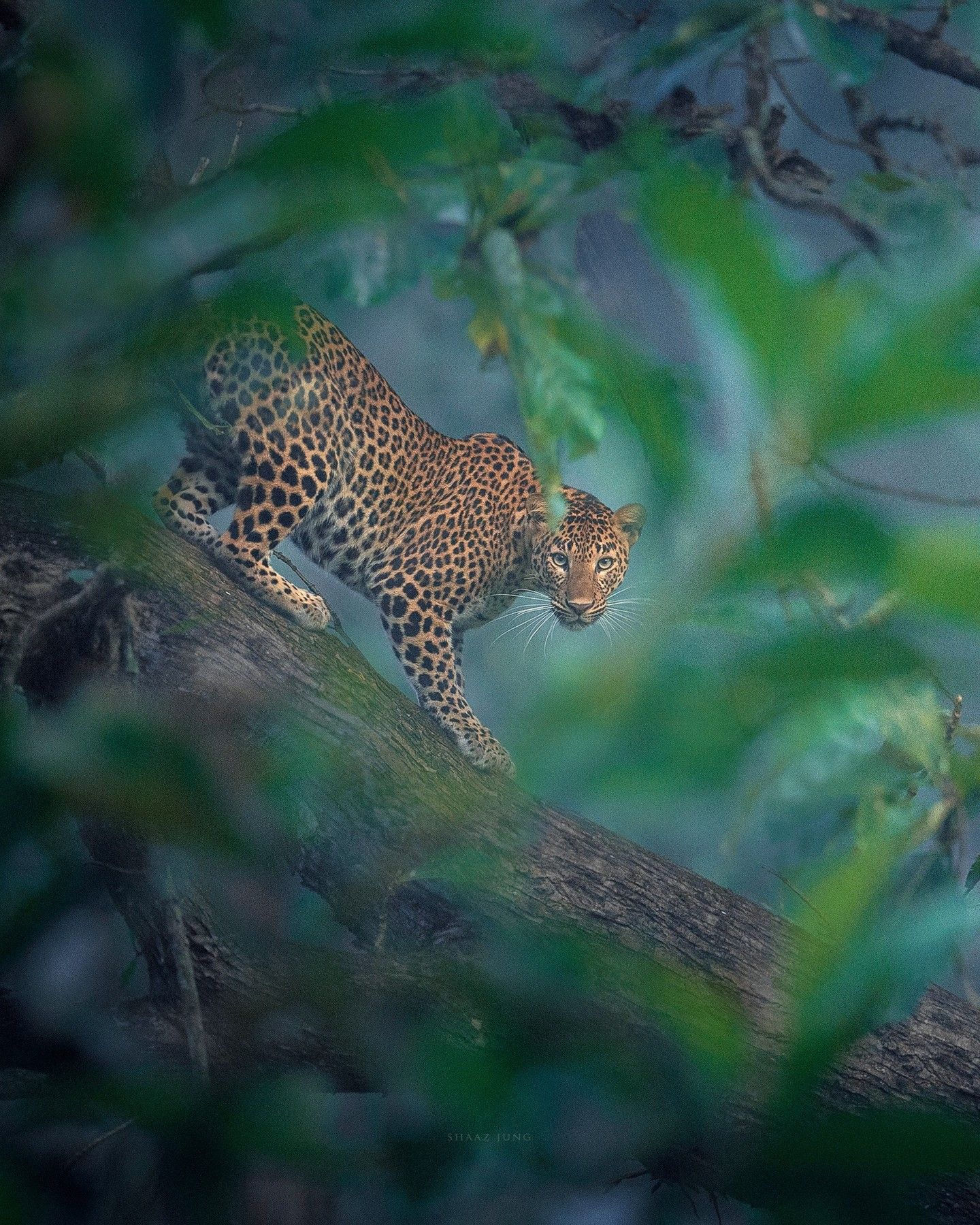 Best nature photographers in Asia: Shaaz Jung