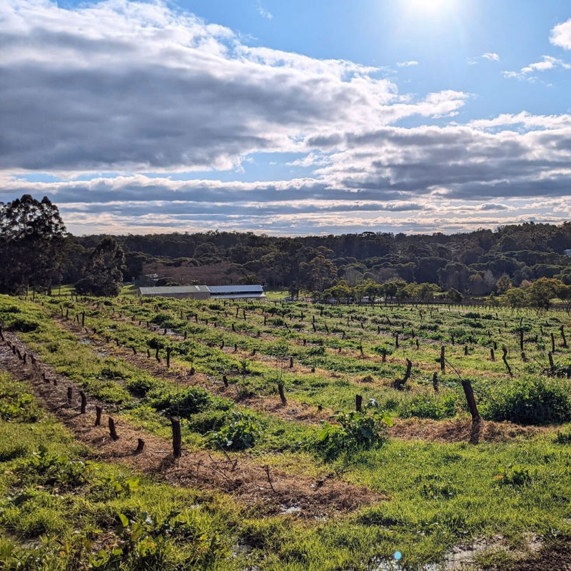 Sip Wines With Emus And Kangaroos At This Western Australia Vineyard