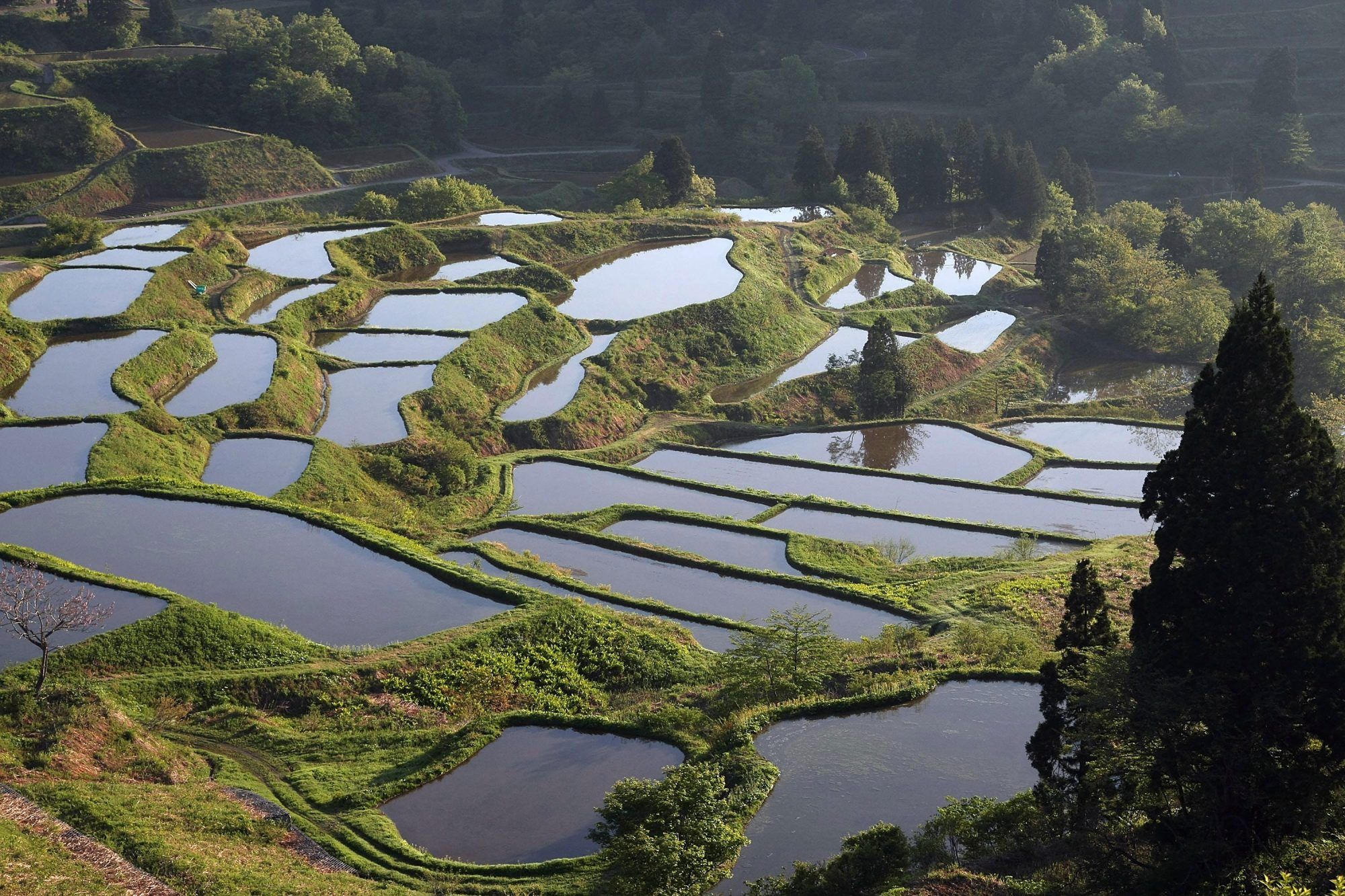 Niigata is renowned as one of Japan's best rice-growing area, ranking second amongst all the prefectures in terms of rice production.