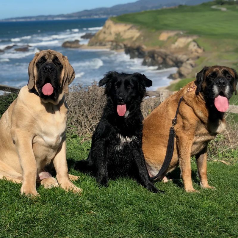 Gone To The Dogs: First Fine-Dining Restaurant For Pooches Opens In The U.S.