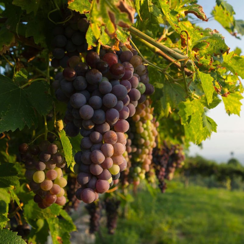 Amarone — A Guide To The Basics