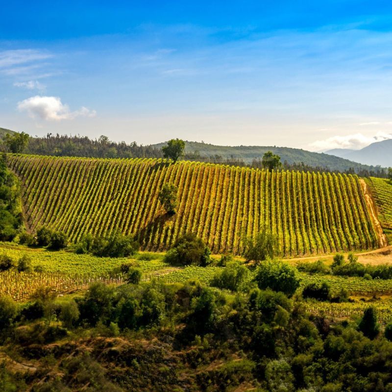 How To Find the Best Wines From Chile