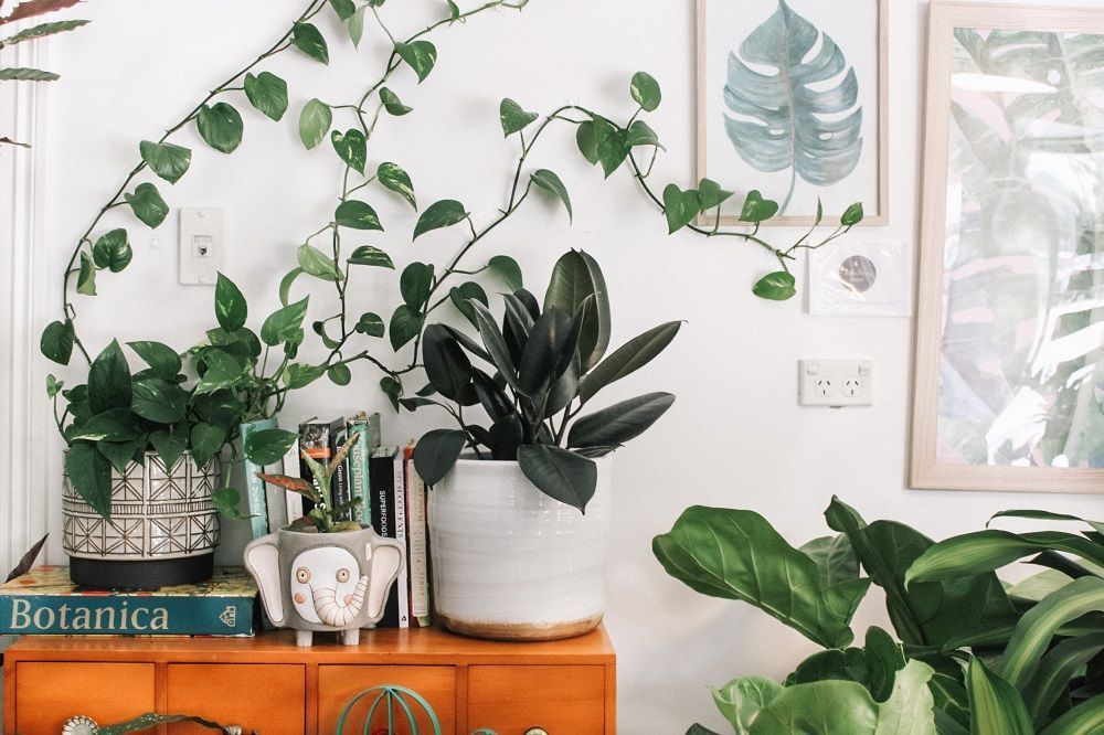 benefits of houseplants