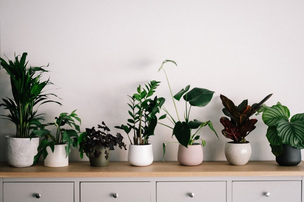 indoor plants benefits of houseplants mental health