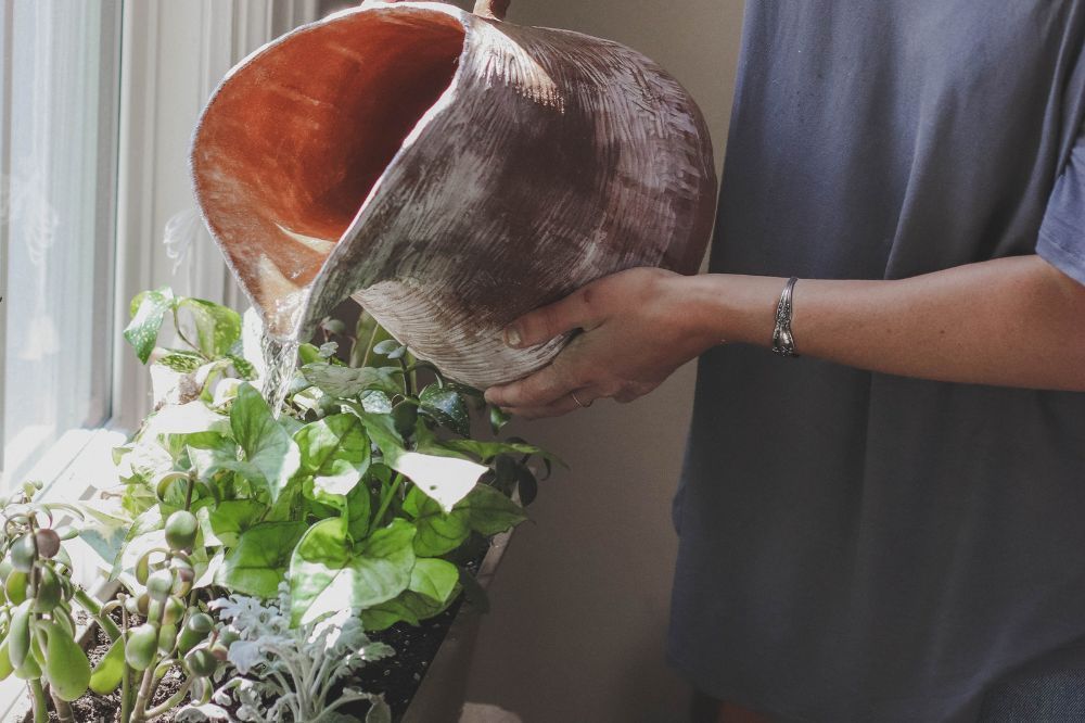 watering plants benefits of houseplants mental health