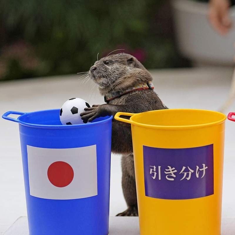 A Japanese Otter Is Correctly Predicting The Results Of The 2022 FIFA World Cup