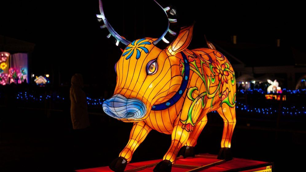 Ox
