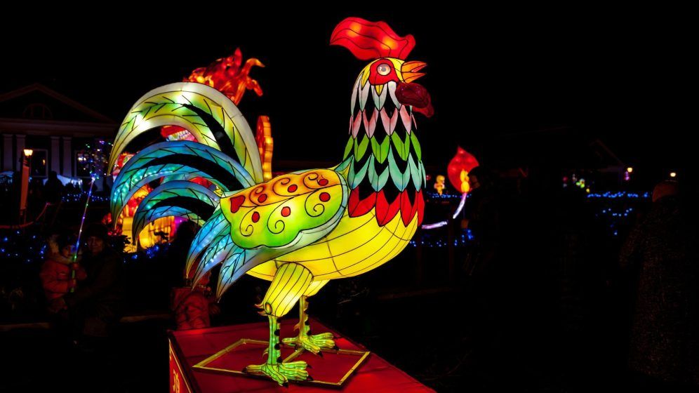 Rooster