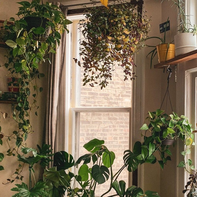 8 Feng Shui Plants That Will Attract Prosperity In 2023