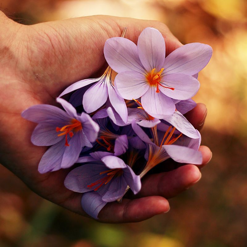 Flowers That Are Lucky For You Based On Your Chinese Zodiac Sign