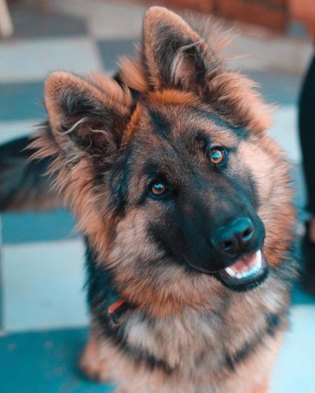 Aries – German Shepherd