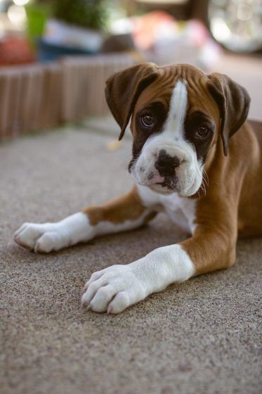 Taurus – Boxer