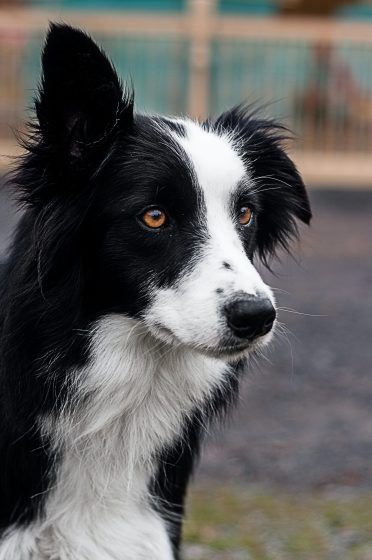 Gemini – Border Collie