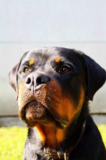 Cancer – Rottweiler